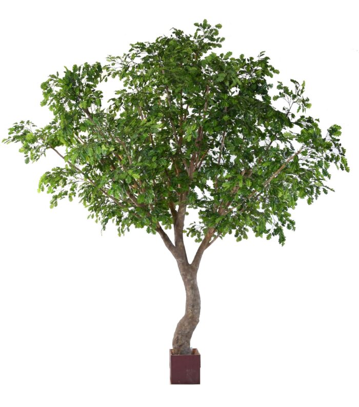 oak s scaled