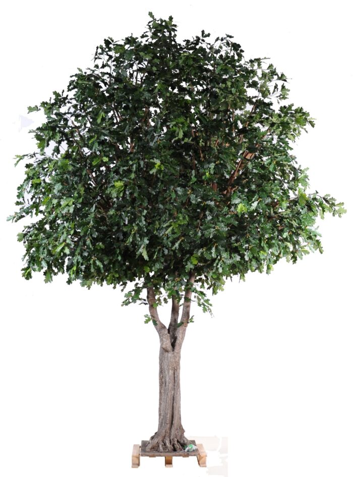 oak tree
