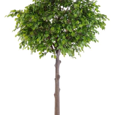 oak tree head scaled