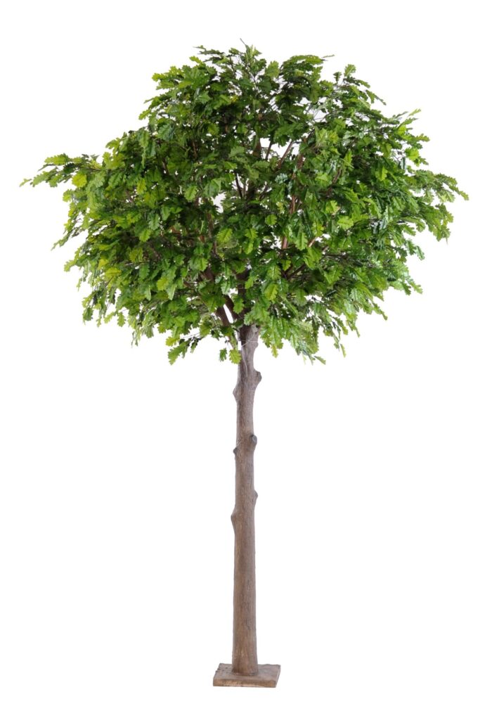 oak tree head scaled