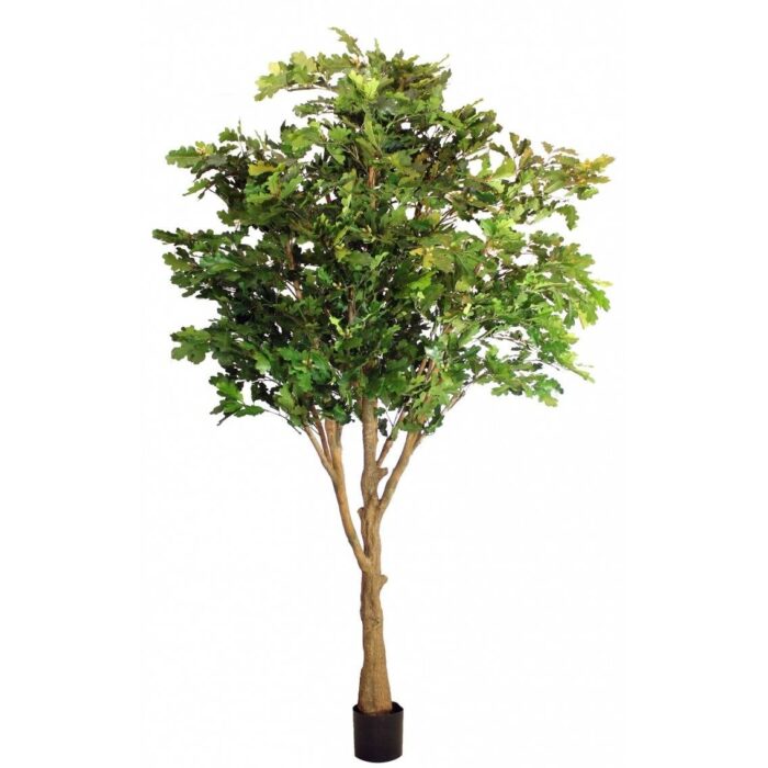 oak tree new