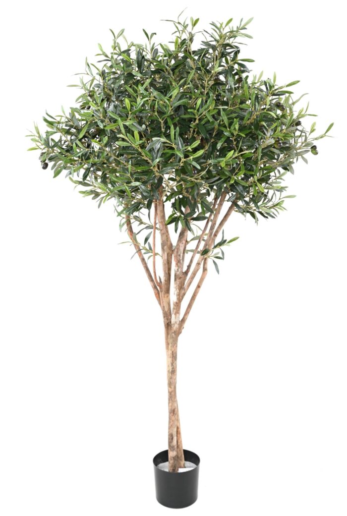 olive topping tree scaled
