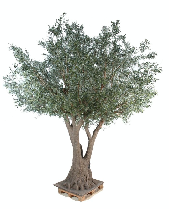 olive tree 1