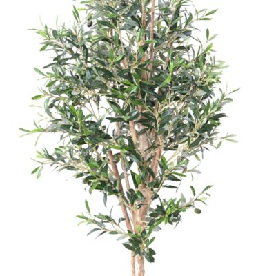 olive tree 150 scaled