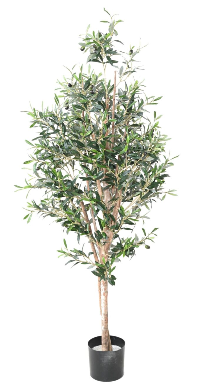 olive tree 150 scaled