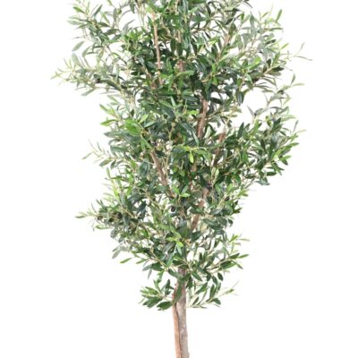 olive tree 180 scaled