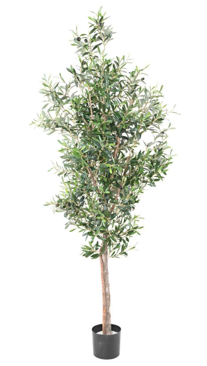olive tree 180 scaled