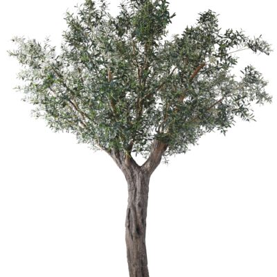 olive tree 390 scaled