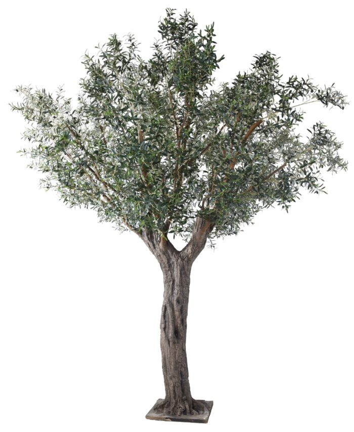 olive tree 390 scaled