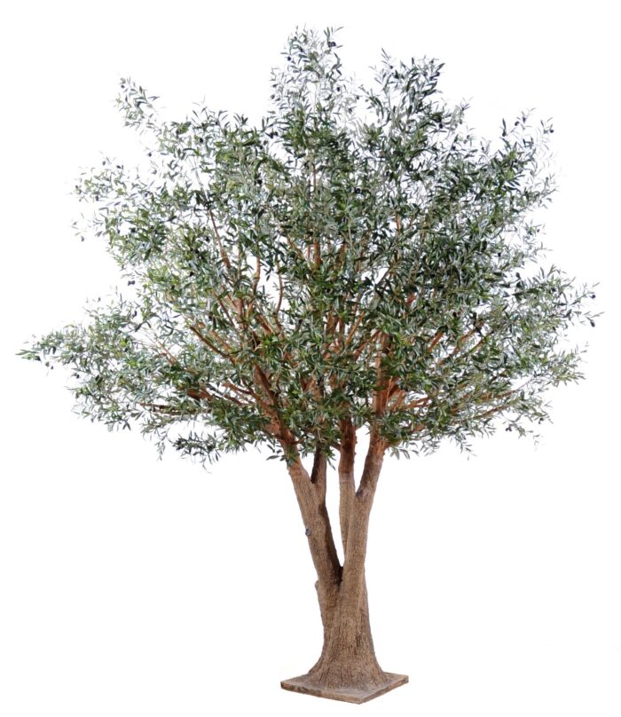 olive tree
