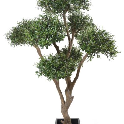olive tree bonsai multi head 1 scaled