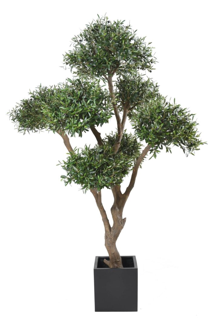 olive tree bonsai multi head 1 scaled