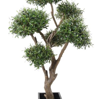 olive tree bonsai multi head scaled