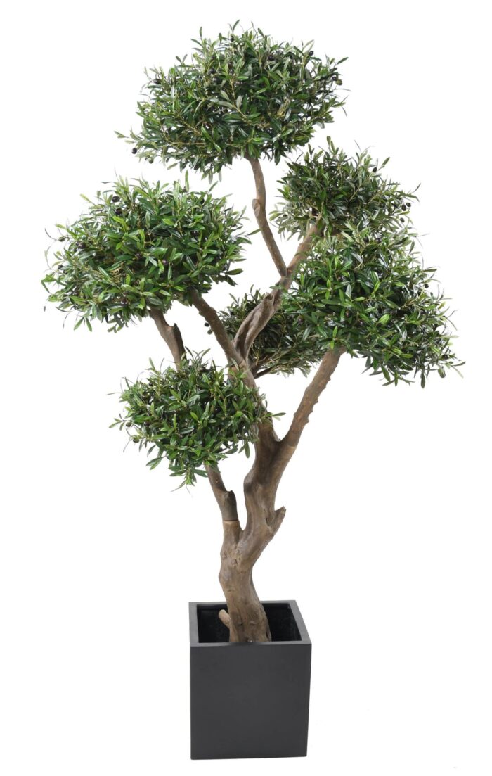 olive tree bonsai multi head scaled