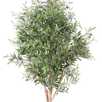 olive tree bush scaled