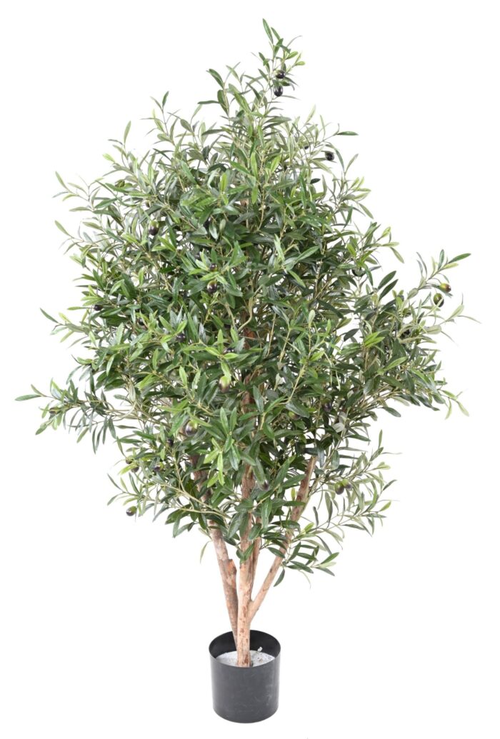 olive tree bush scaled
