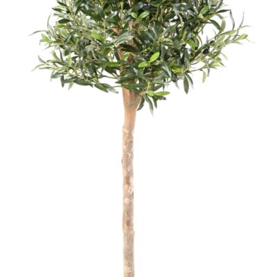 olive tree eco 1 scaled