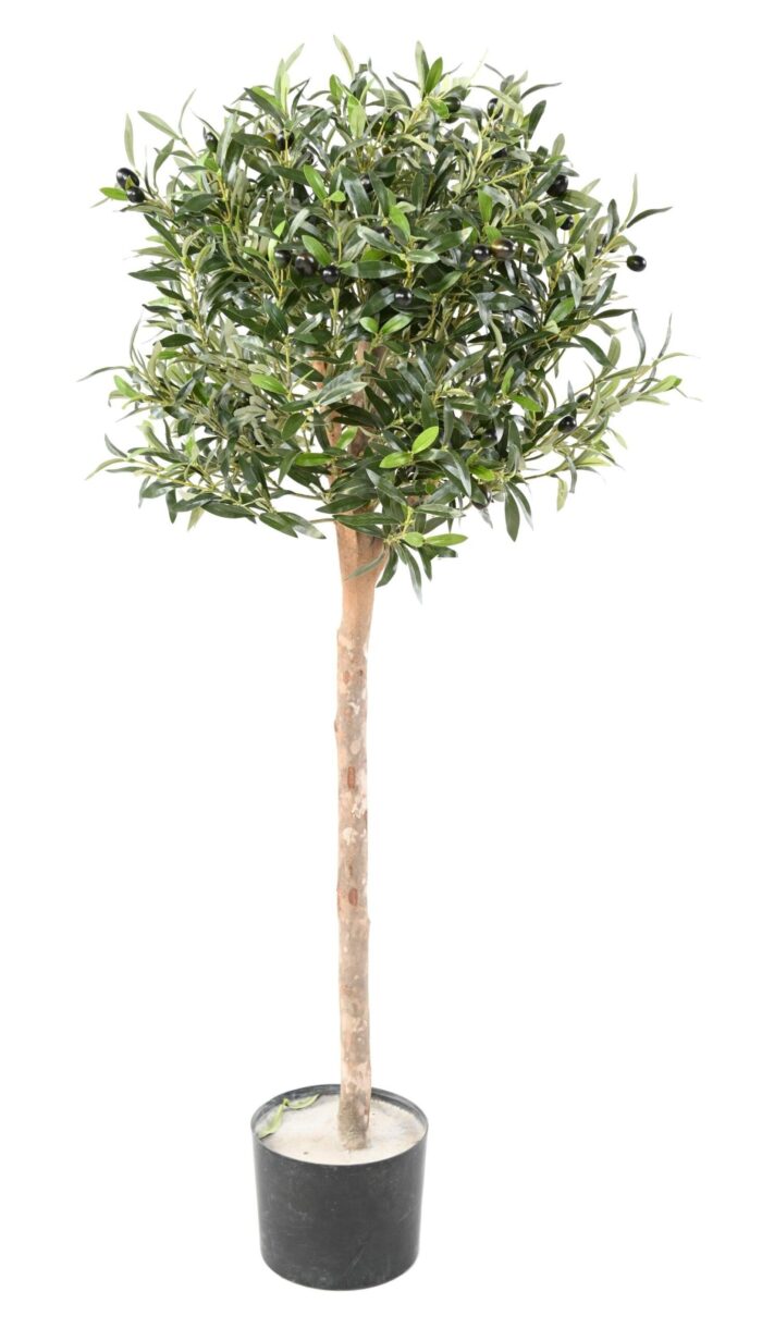 olive tree eco 1 scaled