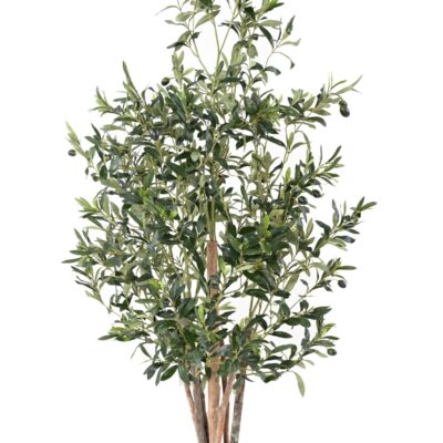 olive tree eco 2 scaled
