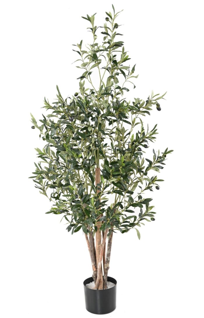 olive tree eco 2 scaled
