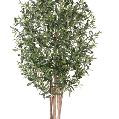 olive tree eco 3 scaled