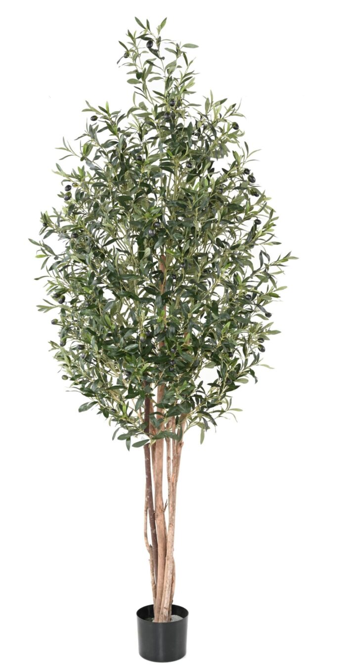 olive tree eco 3 scaled
