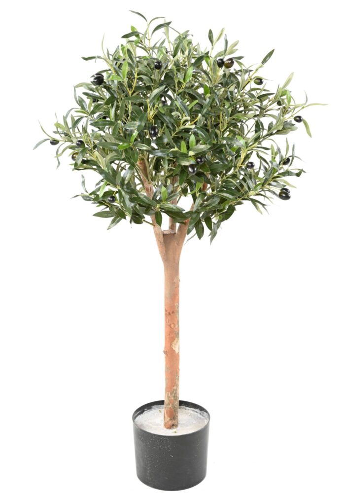 olive tree eco scaled