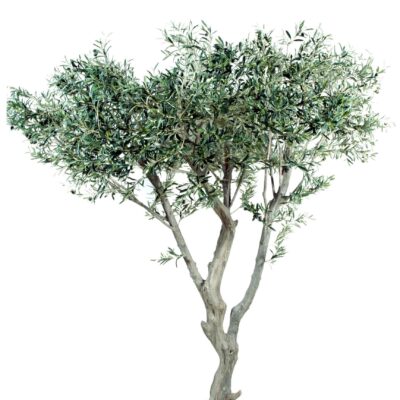 olive tree giant 1 scaled