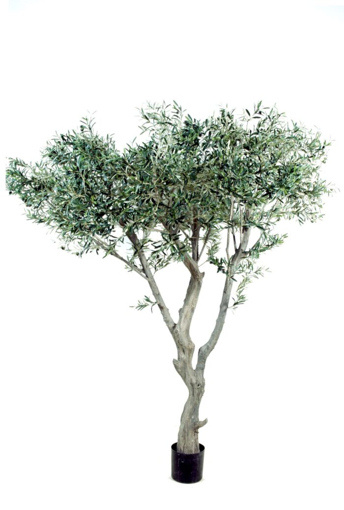 olive tree giant 1 scaled