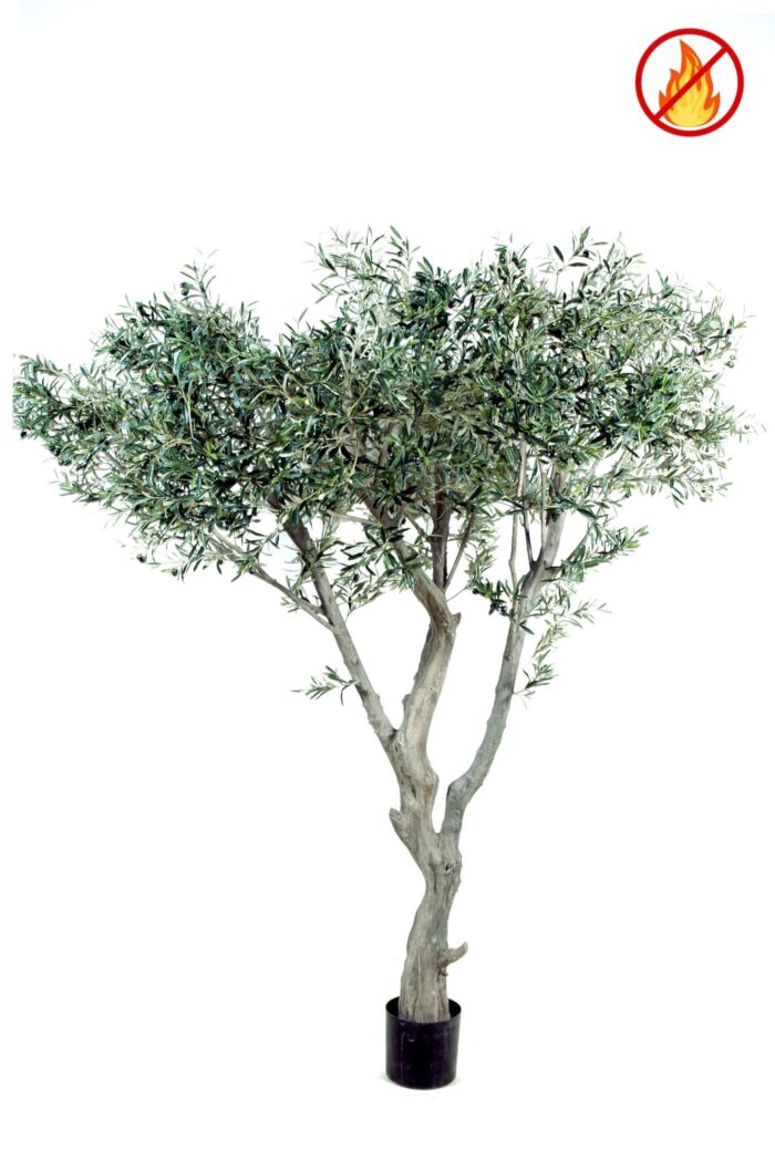 olive tree giant 240 fr fire resistant scaled