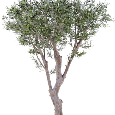 olive tree giant