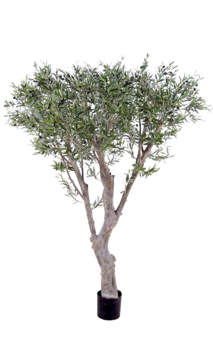 olive tree giant