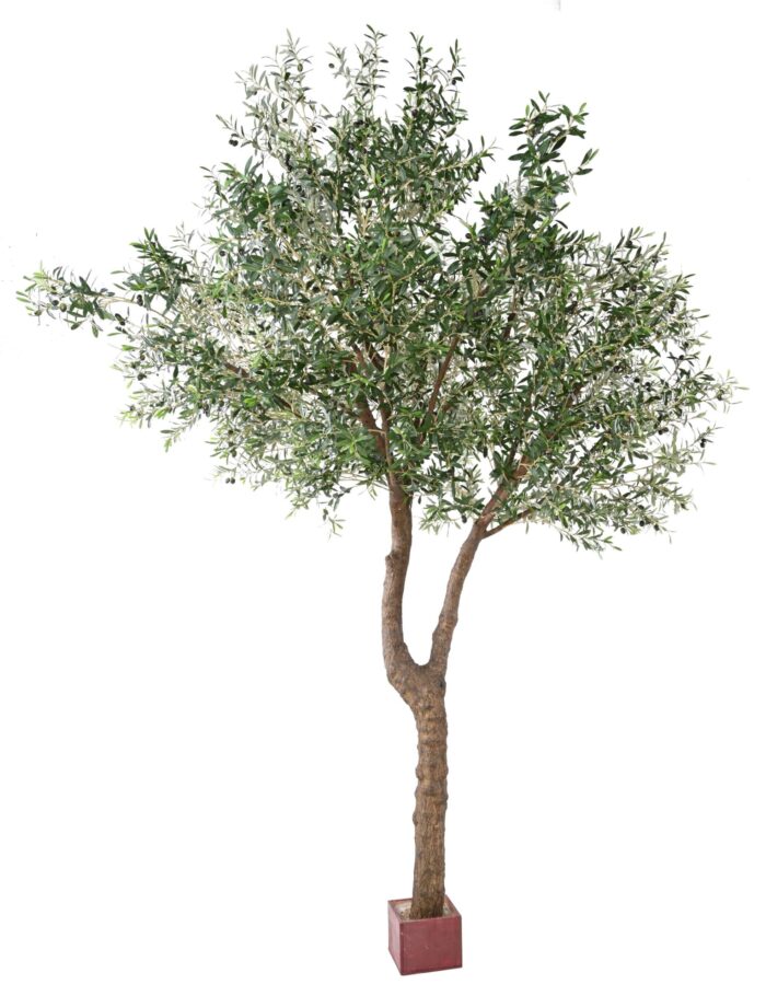 olive tree giant head 2t 350 scaled