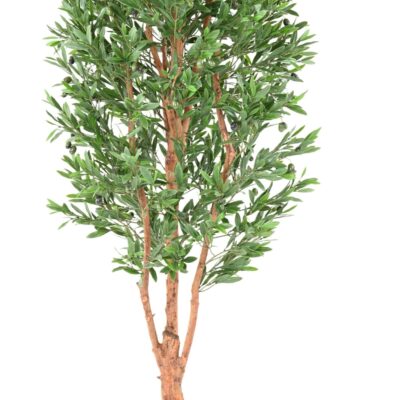 olive tree gnarled trunk plast uv 1 scaled