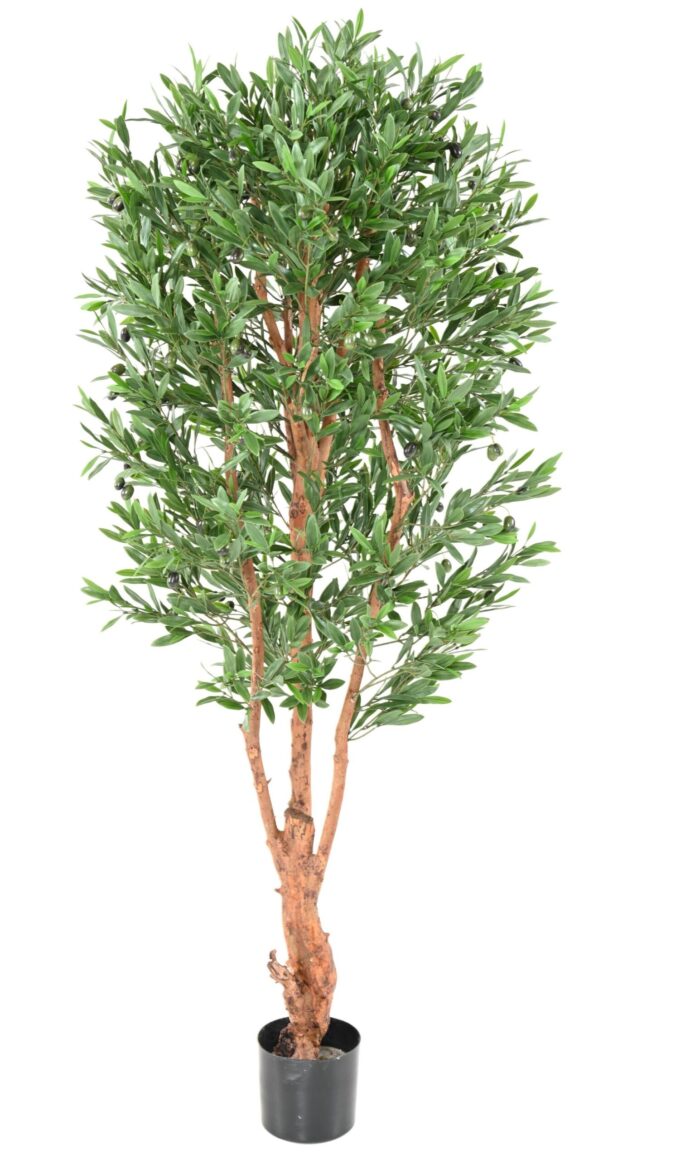 olive tree gnarled trunk plast uv 1 scaled