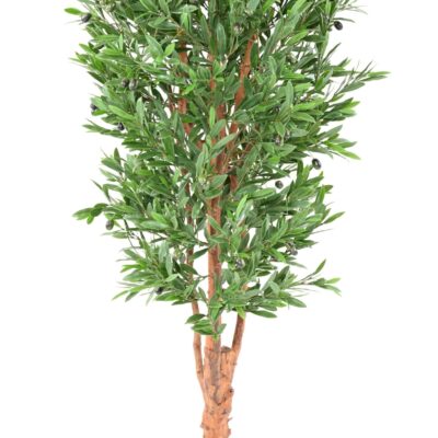olive tree gnarled trunk plast uv scaled