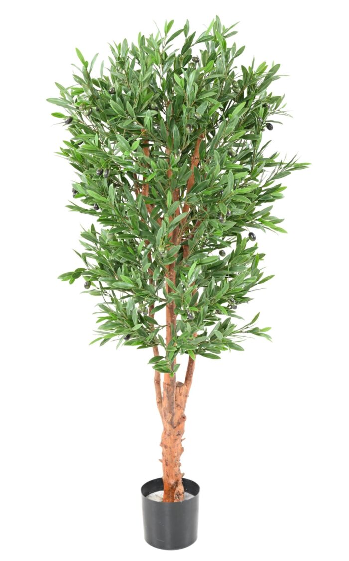 olive tree gnarled trunk plast uv scaled