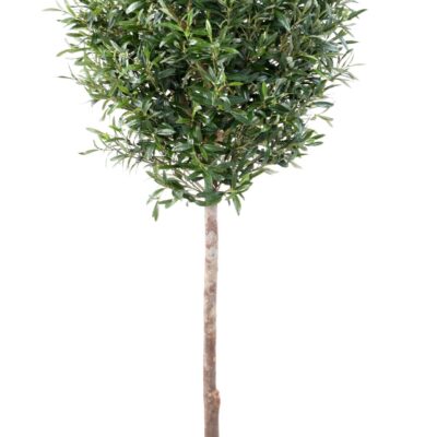 olive tree head ball scaled