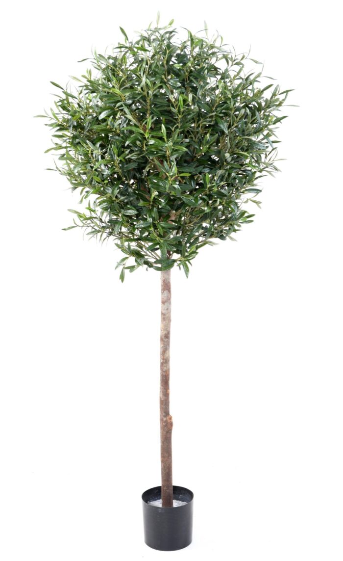 olive tree head ball scaled