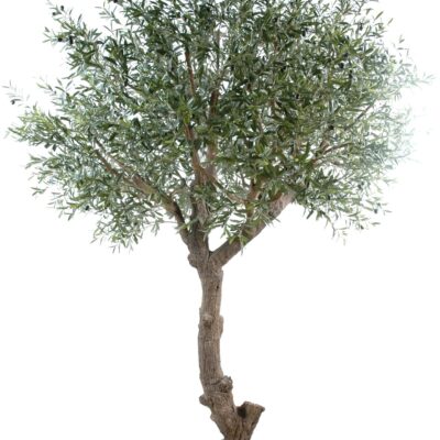 olive tree head giant