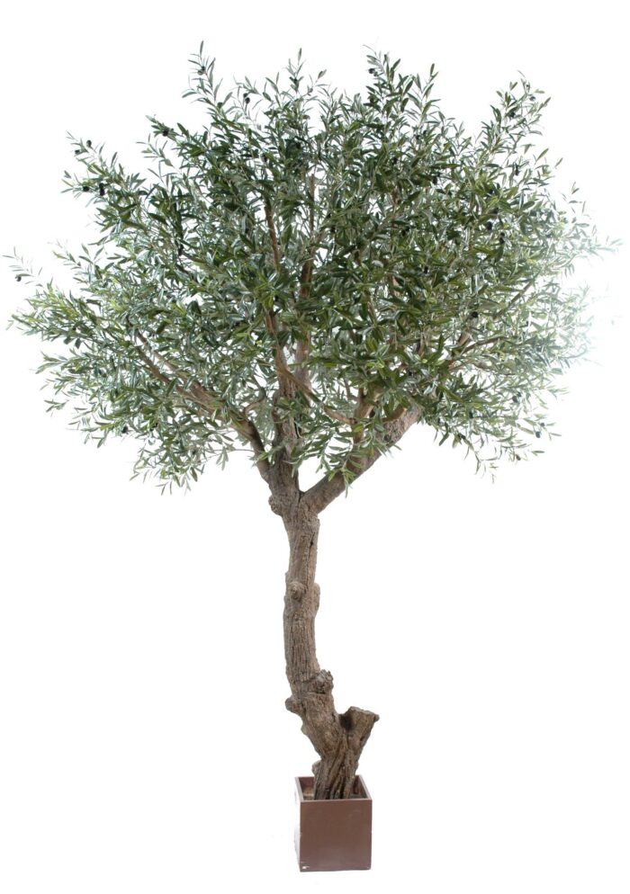 olive tree head giant