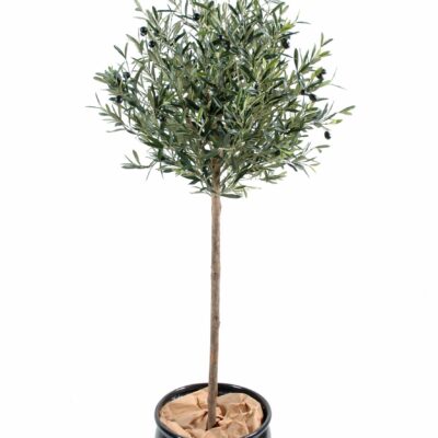 olive tree head scaled