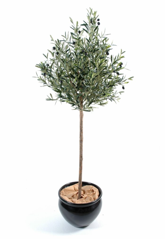 olive tree head scaled