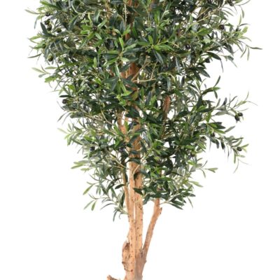 olive tree knotty trunk scaled