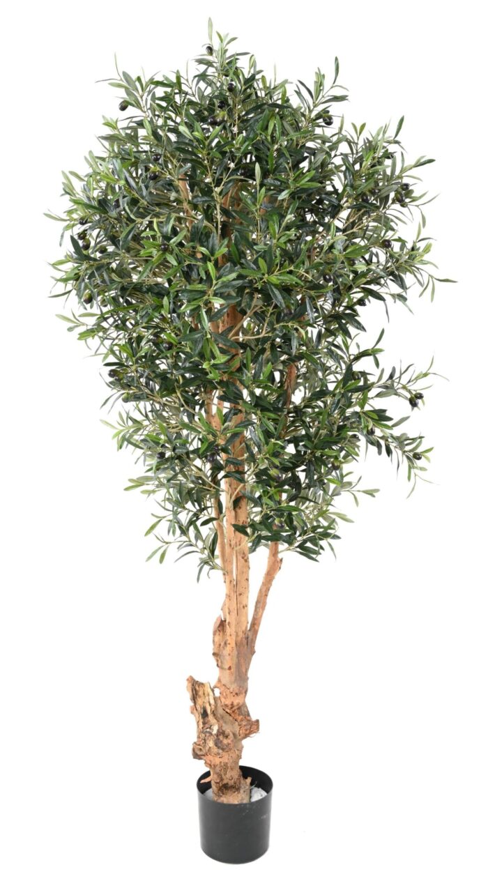 olive tree knotty trunk scaled