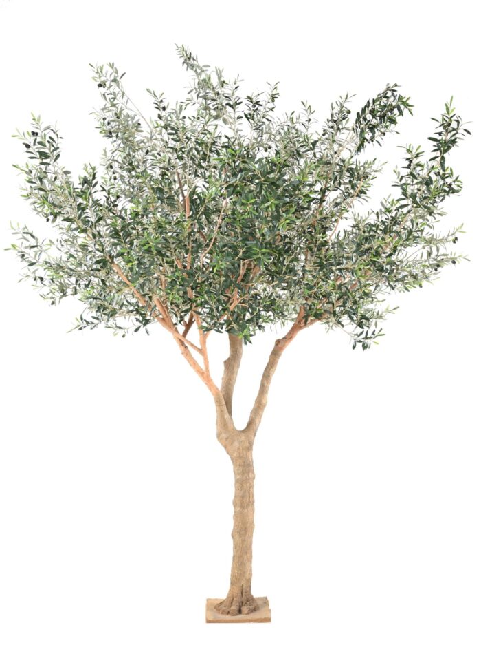 olive tree l scaled