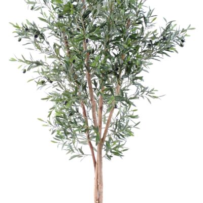 olive tree large 1