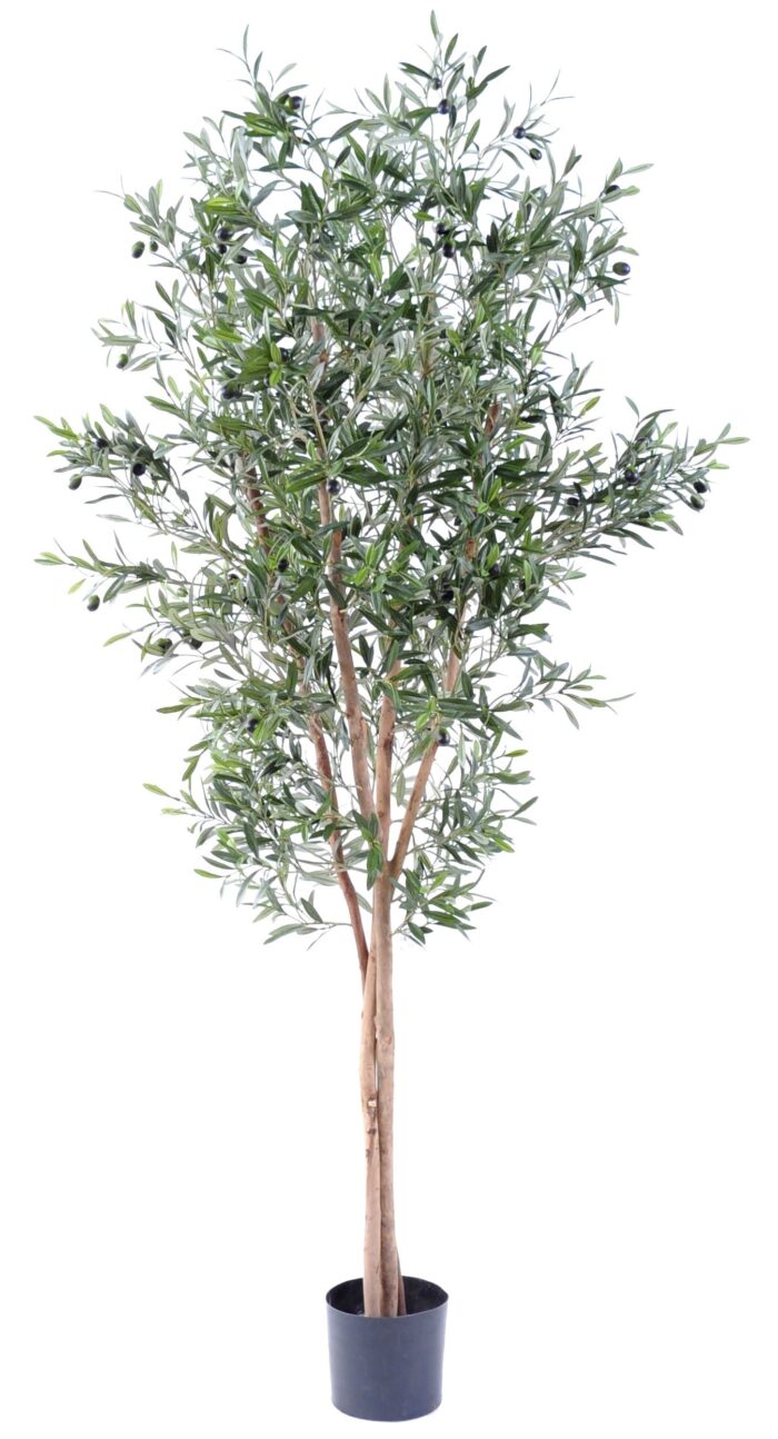 olive tree large 1