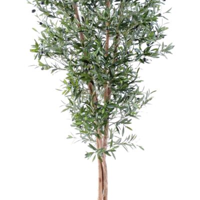 olive tree large 2