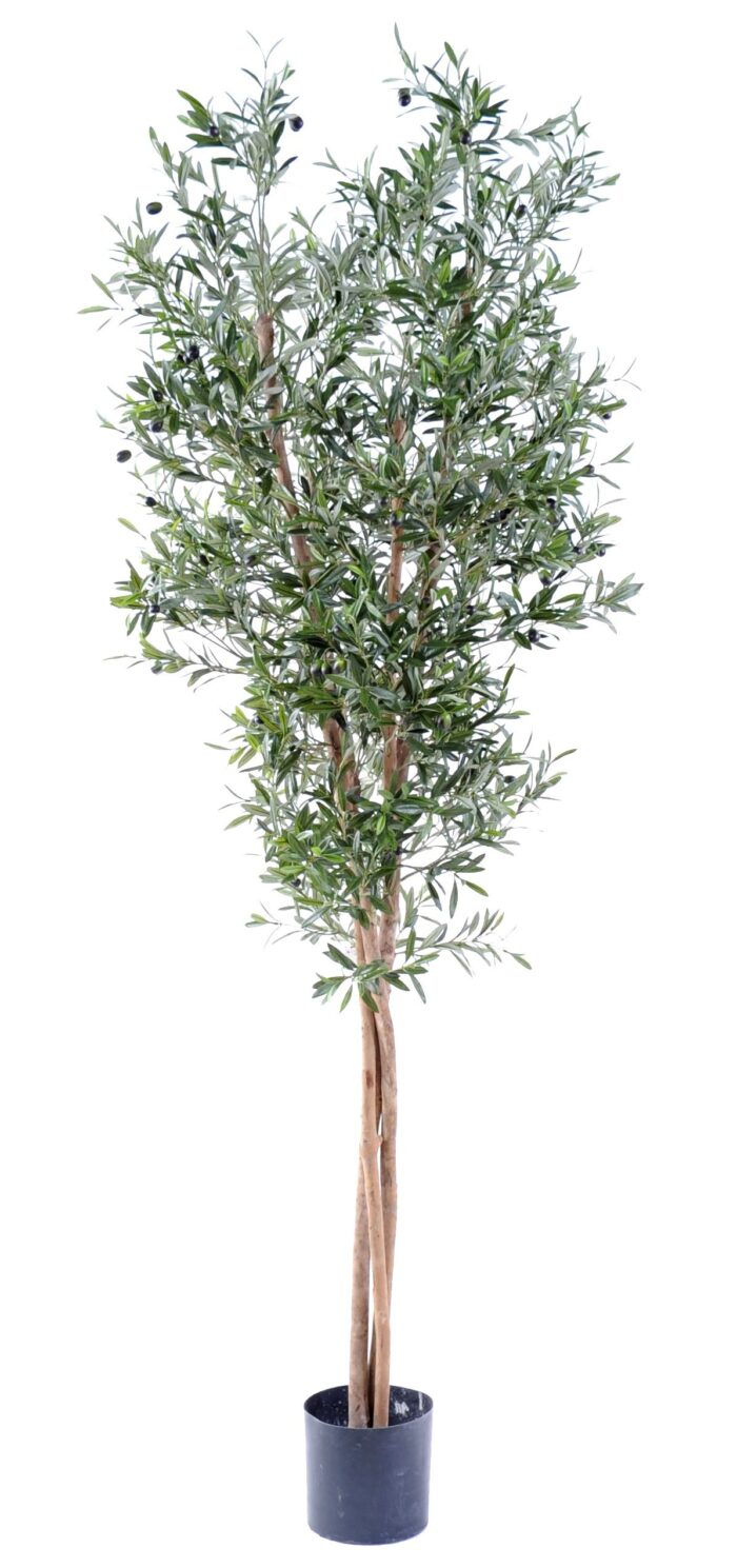 olive tree large 2